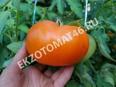 Томат «Russian Persimmon»