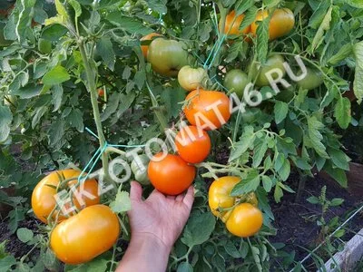Томат «Russian Persimmon»