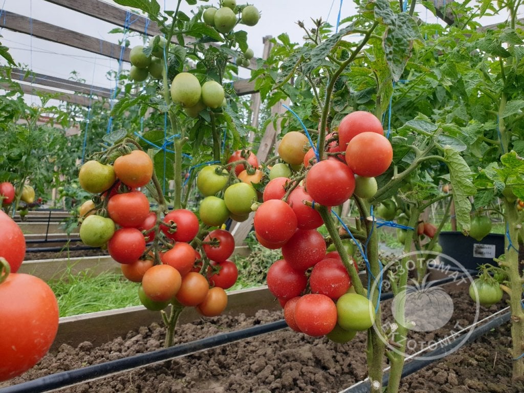 Томат «Снежная сказка» Томат «Снежная сказка»