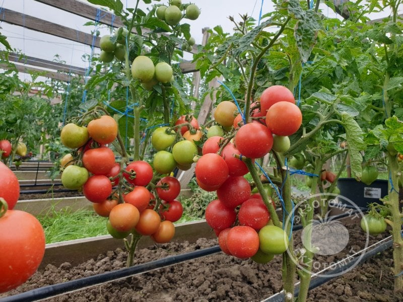                   Томат «Снежная сказка»