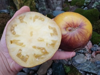 Томат «Солнечное затмение» Томат «Солнечное затмение»