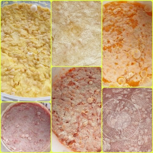 Узнайте правду о сбраживании семян! Узнайте правду о сбраживании семян!