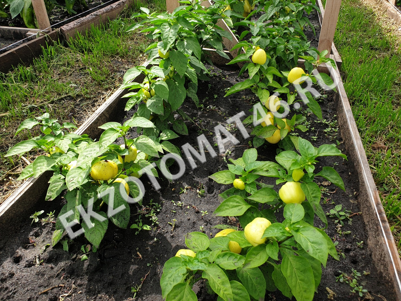 As we grow peppers?