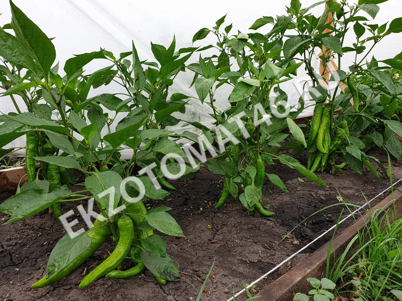 As we grow peppers?