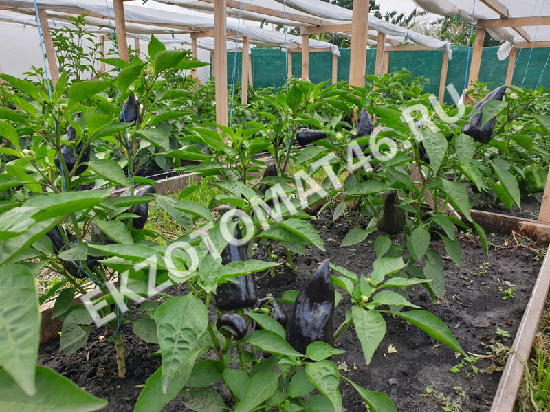 As we grow peppers?