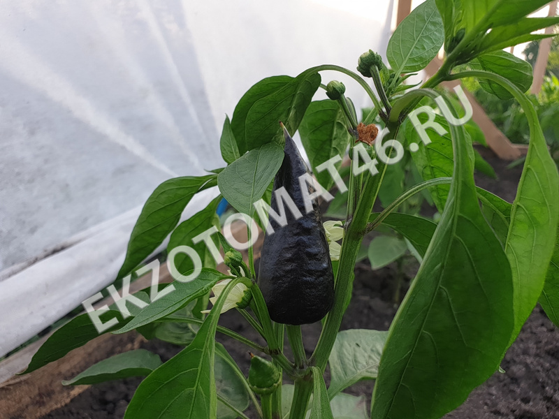 As we grow peppers?