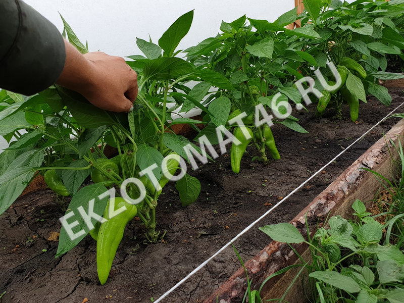 As we grow peppers?