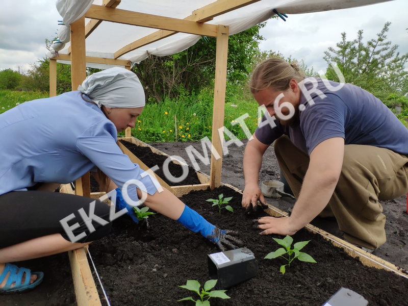 As we grow peppers?