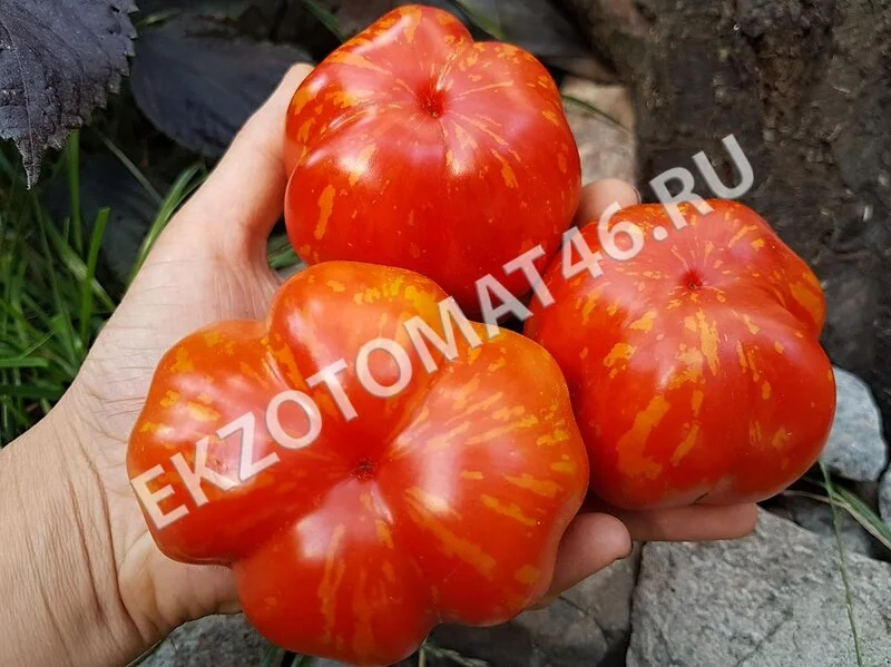 Томат «Schimmeig Stoo»