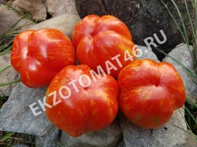 Томат «Schimmeig Stoo»