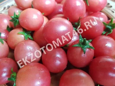 Томат «Sub-Arctic Cherry»