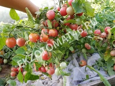Томат «Sub-Arctic Cherry»