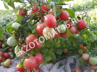 Томат «Sub-Arctic Cherry»