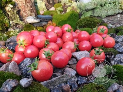 Томат «Sub-Arctic Cherry»