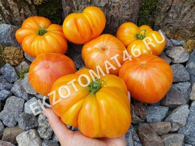 Томат «Sunrise Jazz»
