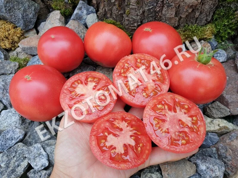Томат «Tibet Apple»