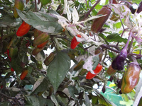 Pepper 'Tricolor Variegata'