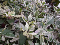 Pepper 'Tricolor Variegata'