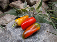 Pepper 'Tricolor Variegata'