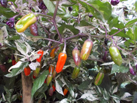 Pepper 'Tricolor Variegata'