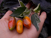 Pepper 'Tricolor Variegata'