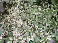 Pepper 'Tricolor Variegata'