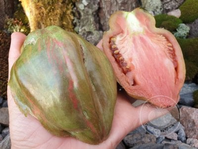 Томат «Тюльпан чёрный» Томат «Тюльпан чёрный»