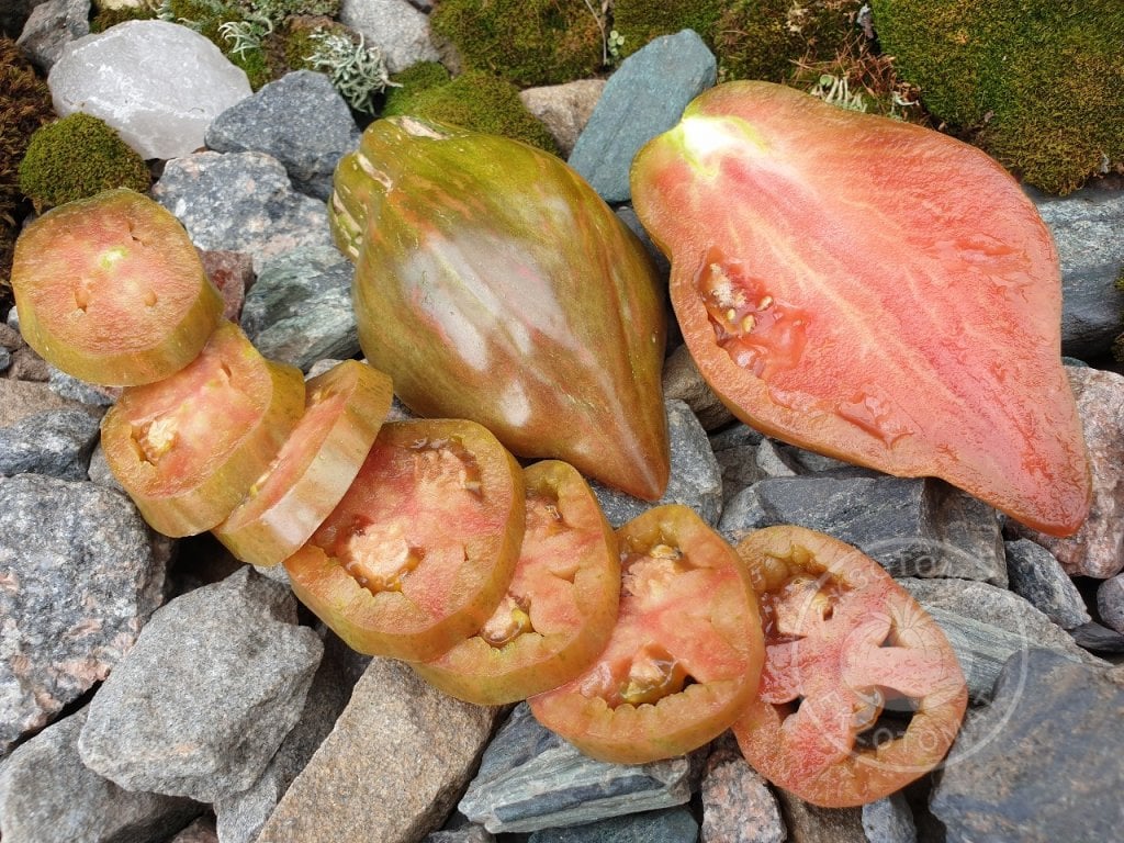 Томат «Тюльпан чёрный» Томат «Тюльпан чёрный»