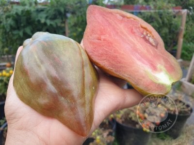 Томат «Тюльпан чёрный» Томат «Тюльпан чёрный»