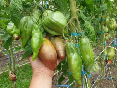 Томат «Тюльпан чёрный» Томат «Тюльпан чёрный»