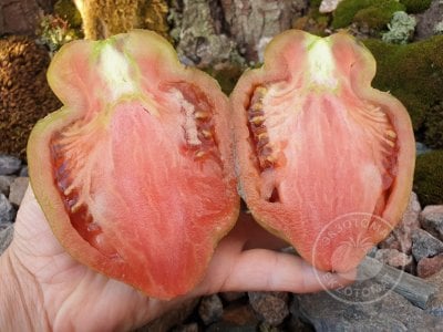 Томат «Тюльпан чёрный» Томат «Тюльпан чёрный»