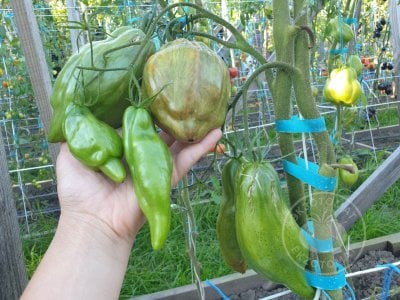 Томат «Тюльпан чёрный» Томат «Тюльпан чёрный»