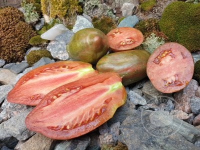 Томат «Тюльпан чёрный» Томат «Тюльпан чёрный»