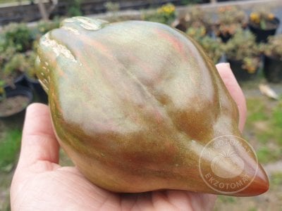 Томат «Тюльпан чёрный» Томат «Тюльпан чёрный»