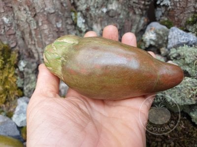 Томат «Тюльпан чёрный» Томат «Тюльпан чёрный»