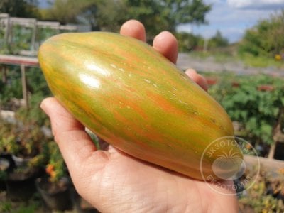 Томат «Тюльпан зелёный» Томат «Тюльпан зелёный»