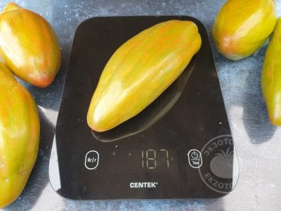 Томат «Тюльпан зелёный» Томат «Тюльпан зелёный»