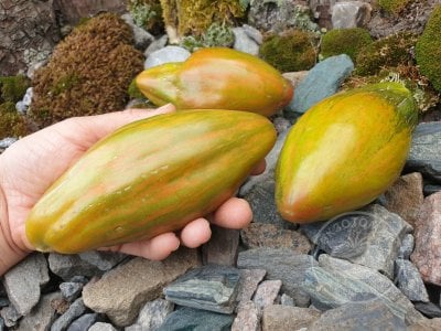 Томат «Тюльпан зелёный» Томат «Тюльпан зелёный»