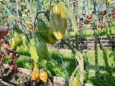 Томат «Тюльпан зелёный» Томат «Тюльпан зелёный»