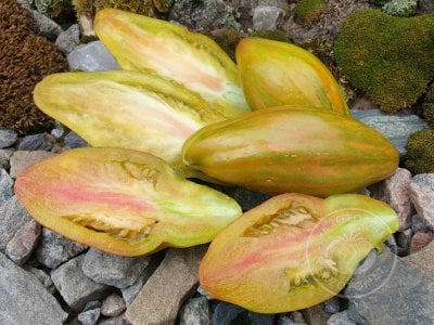 Томат «Тюльпан зелёный» Томат «Тюльпан зелёный»