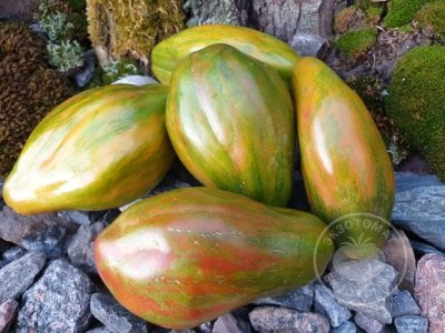 Томат «Тюльпан зелёный» Томат «Тюльпан зелёный»