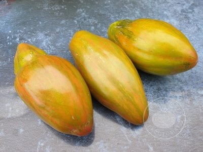 Томат «Тюльпан зелёный» Томат «Тюльпан зелёный»