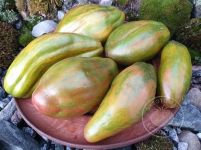 Томат «Тюльпан зелёный» Томат «Тюльпан зелёный»