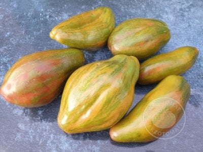 Томат «Тюльпан зелёный» Томат «Тюльпан зелёный»