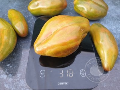 Томат «Тюльпан зелёный» Томат «Тюльпан зелёный»