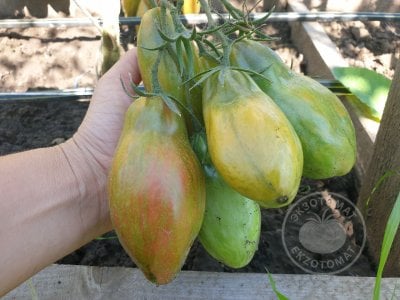 Томат «Тюльпан зелёный» Томат «Тюльпан зелёный»