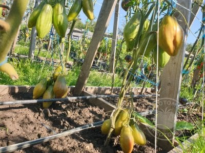 Томат «Тюльпан зелёный» Томат «Тюльпан зелёный»