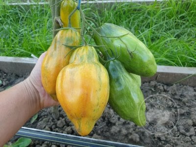 Томат Тюльпан жёлтый» Томат Тюльпан жёлтый»