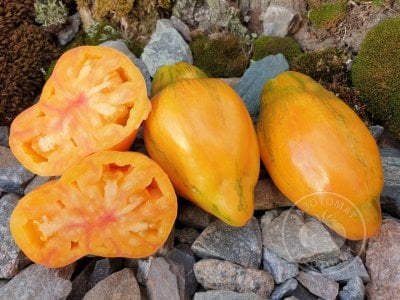 Томат Тюльпан жёлтый» Томат Тюльпан жёлтый»