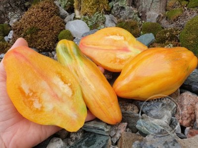 Томат «Тюльпан жёлтый» Томат «Тюльпан жёлтый»